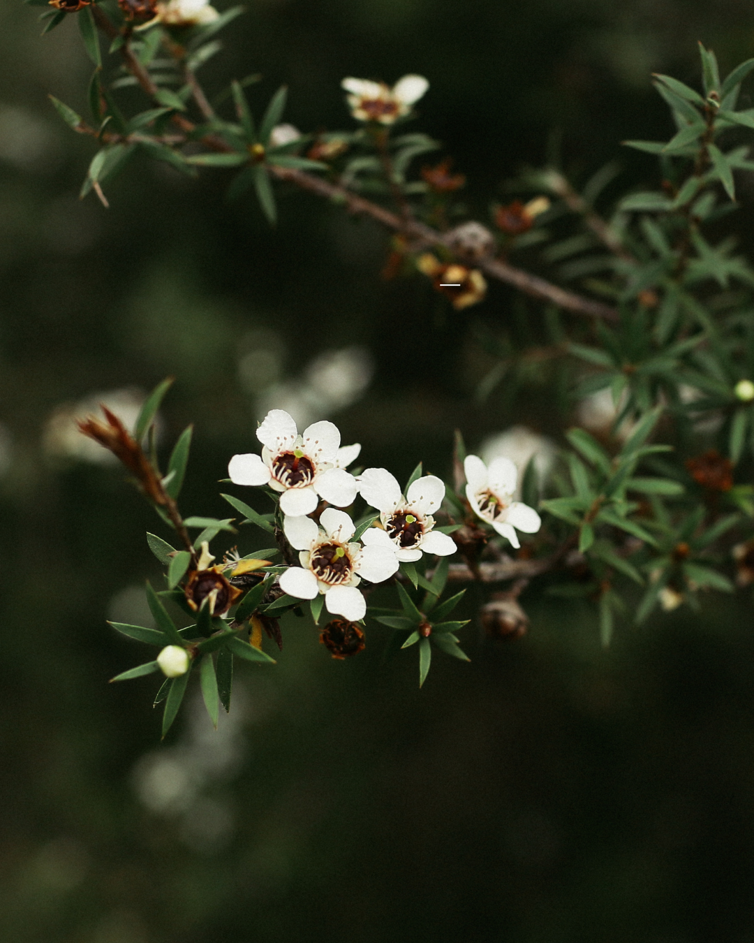 Botanicals & Nature’s Wisdom — Mānuka