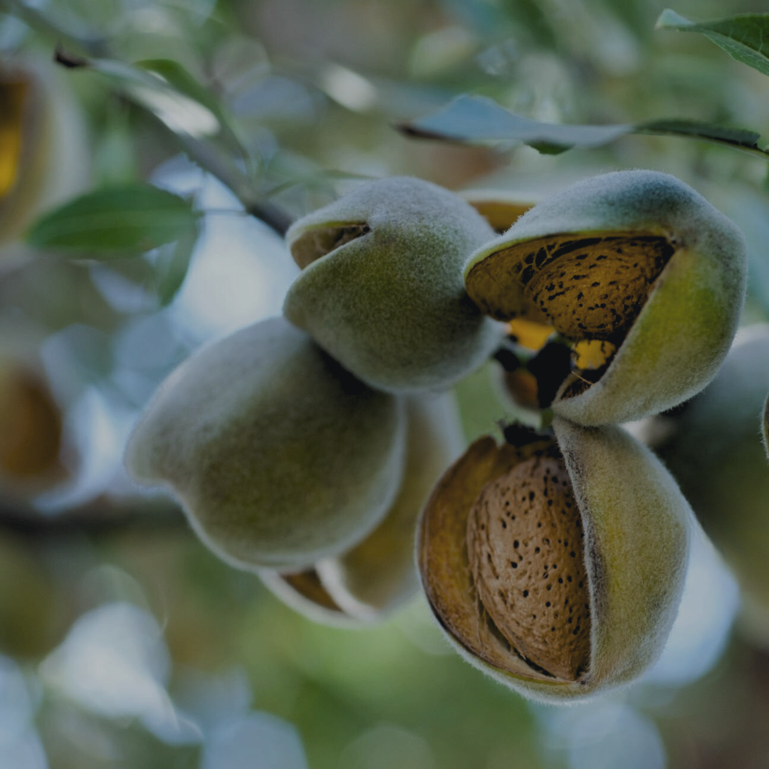 Tahi brand fruit on tree, source of nourishing almond oil