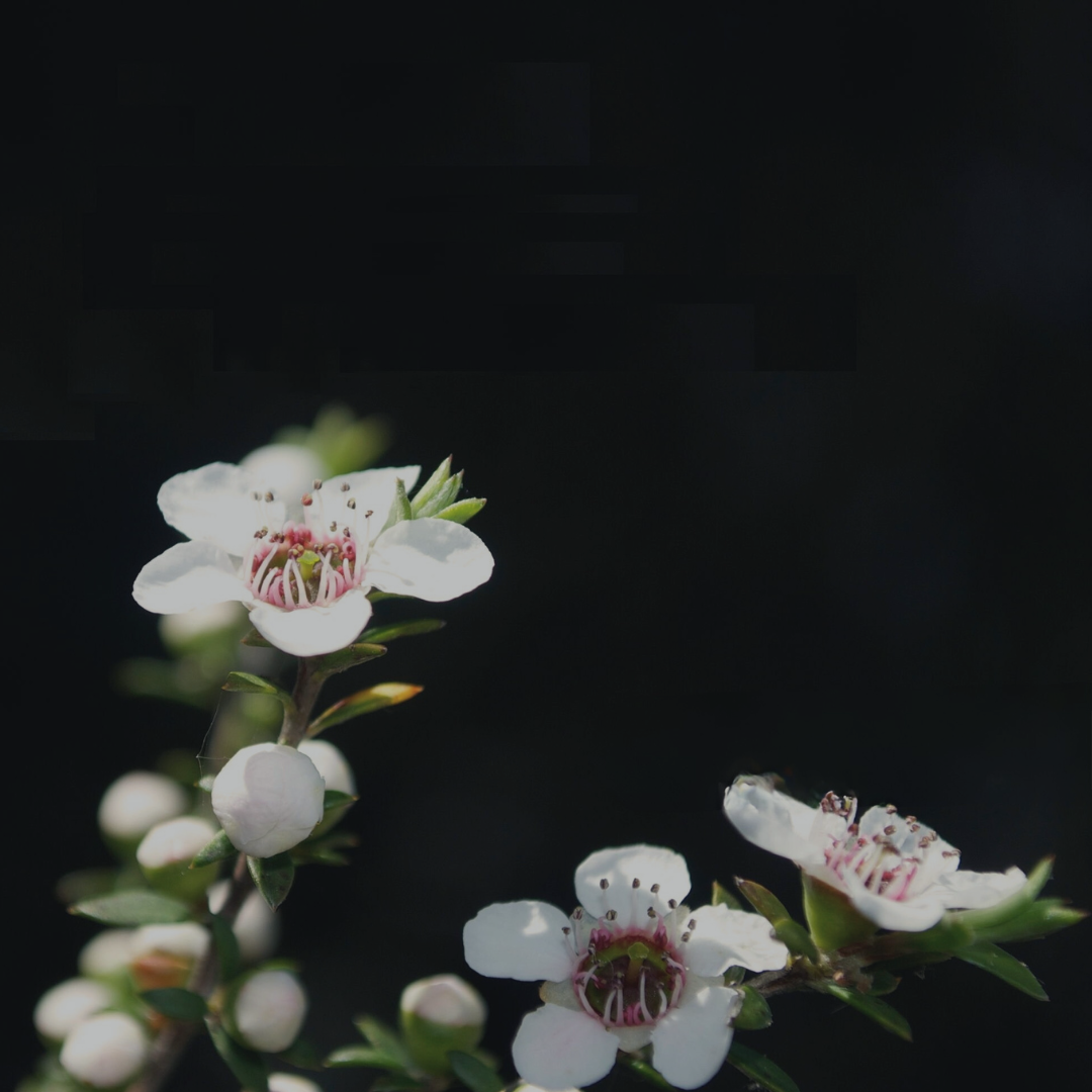 Tahi brand blossoms, source of hydrating almond oil