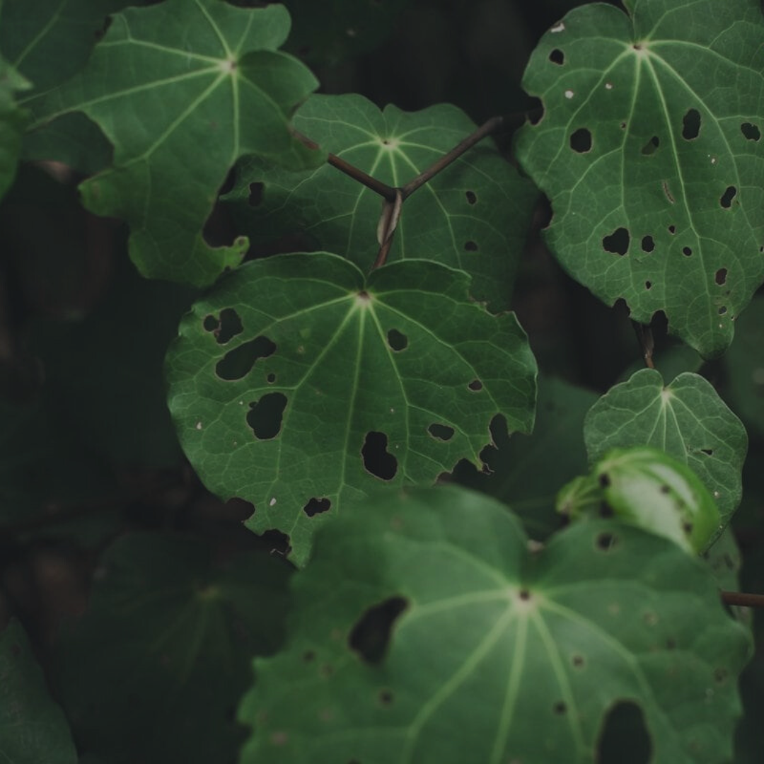 Tahi brand kawakawa leaves, native New Zealand botanical for skincare
