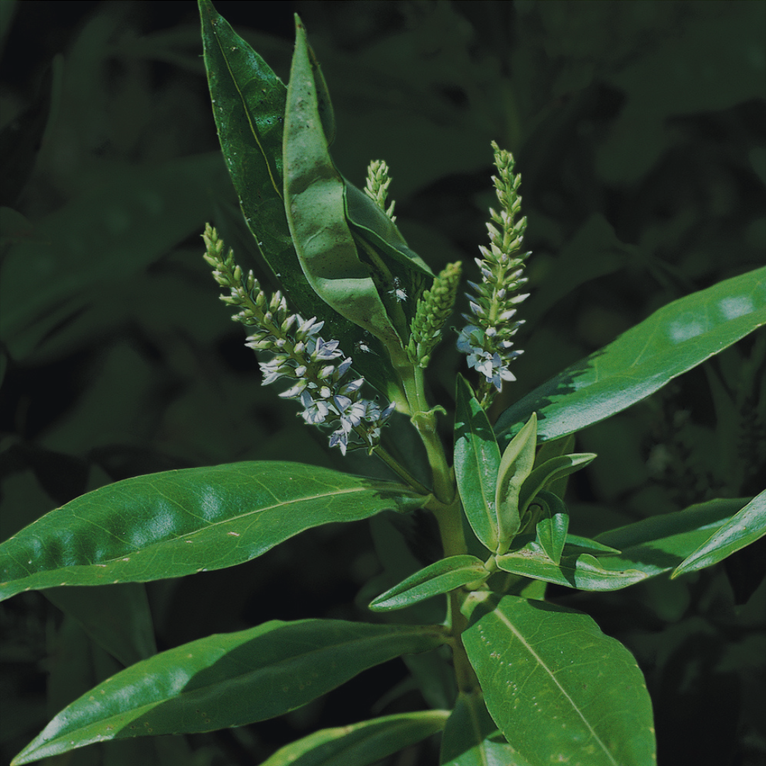 Tahi brand koromiko plant leaves, native New Zealand herbal ingredient