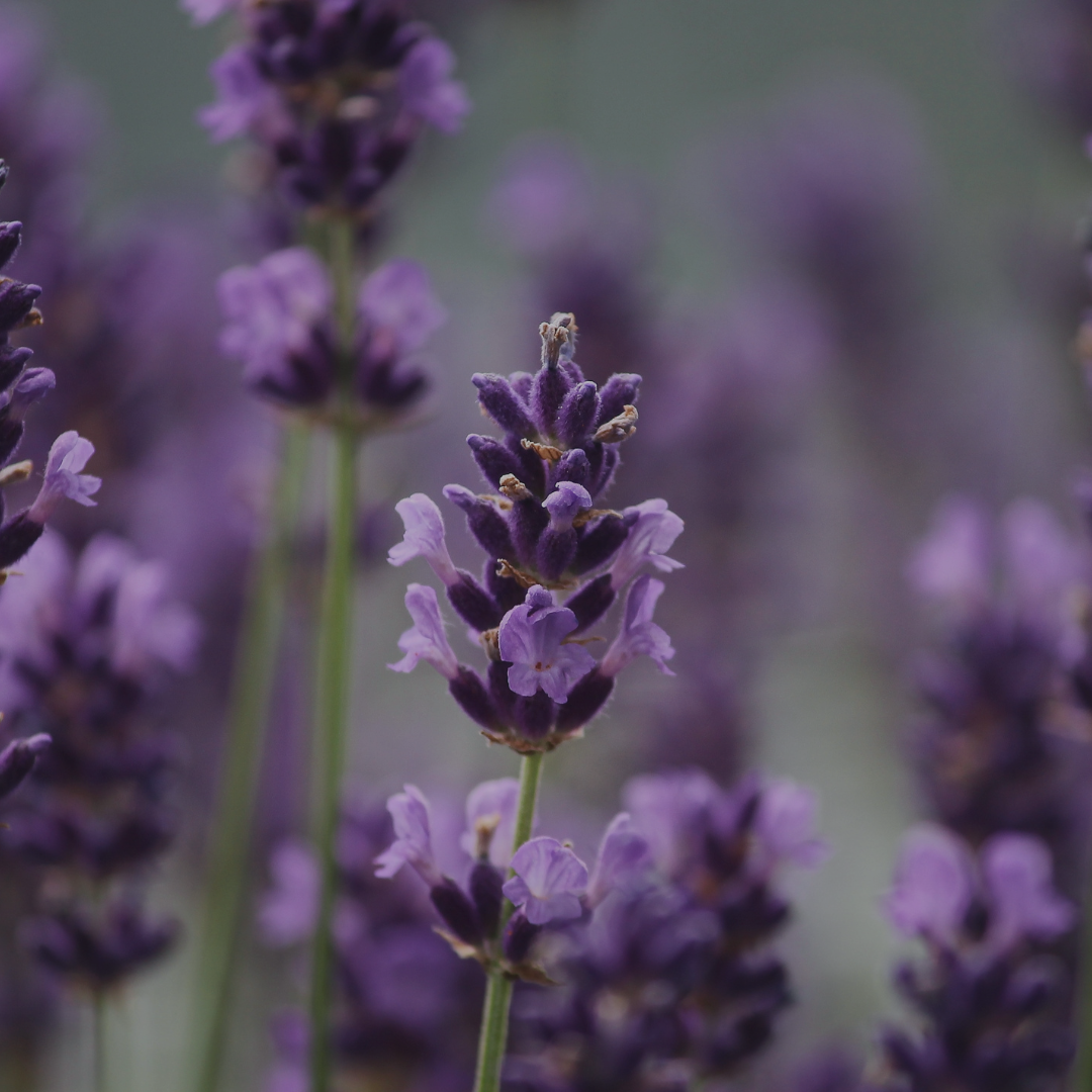 Tahi brand lavender flowers, calming botanical ingredient for skincare