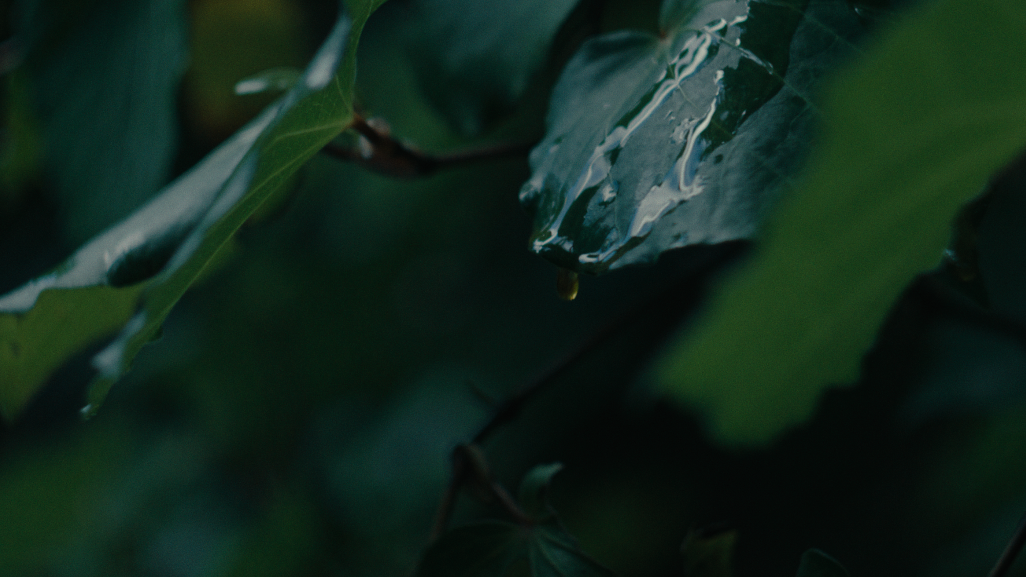 Tahi close-up of a leaf with water droplets on a dark background