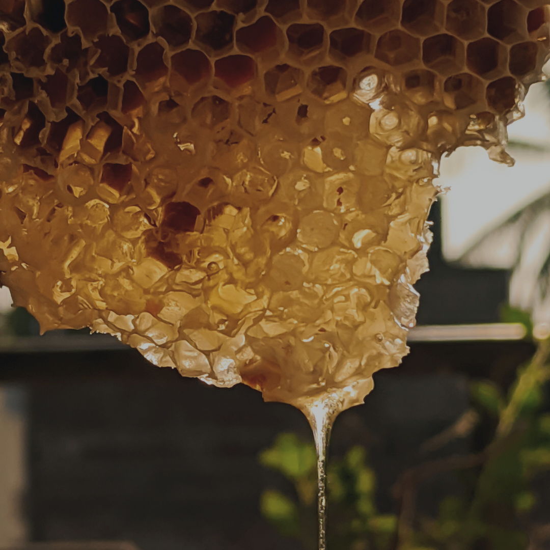 tahi propolis honeycomb close up