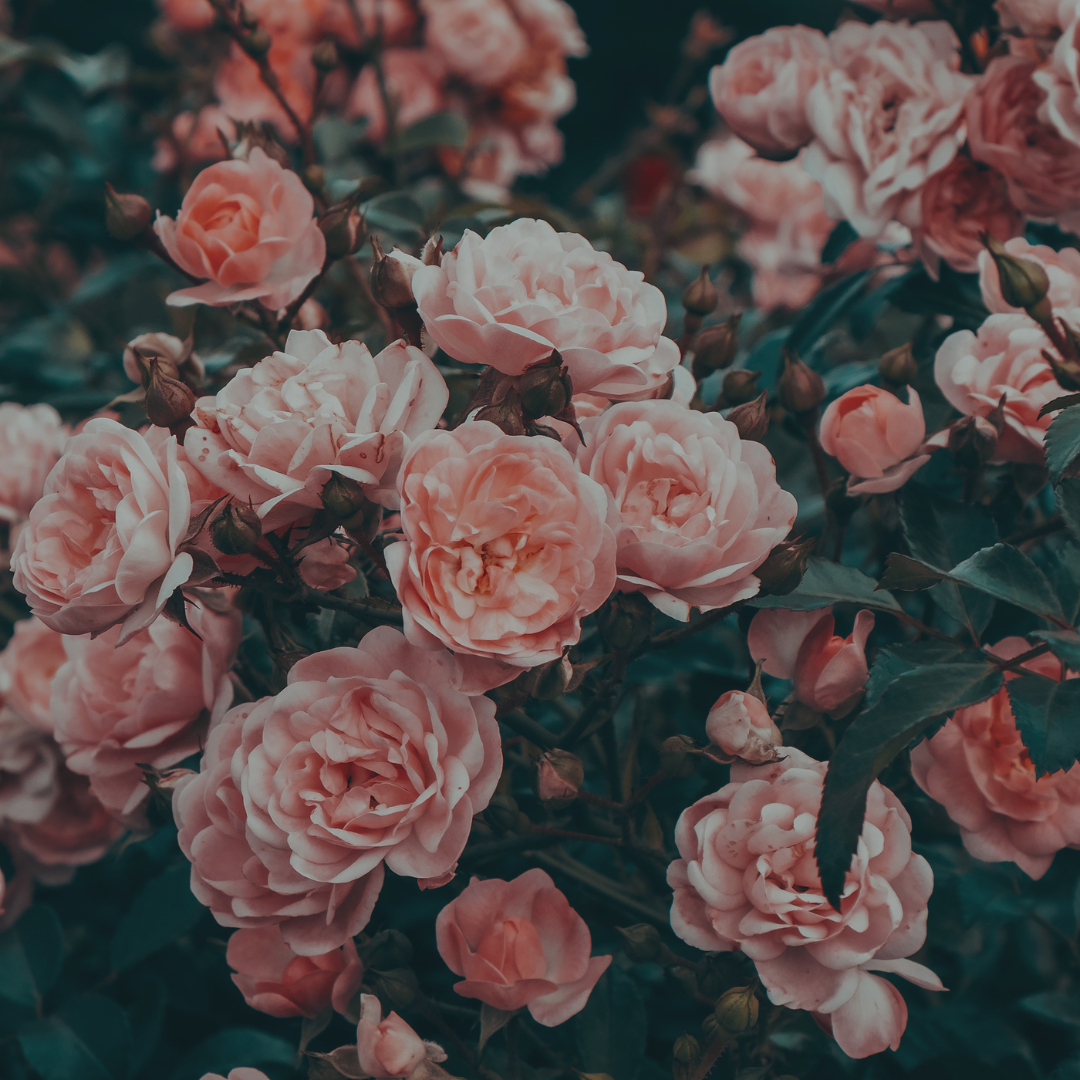 Tahi brand rose flowers, natural source of rose water for skincare