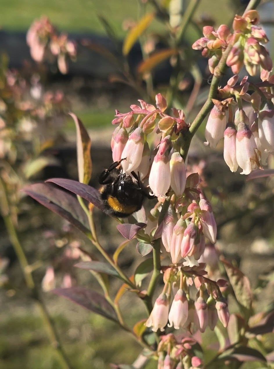 The Start of Spring — Signs of Return & Beginning Again